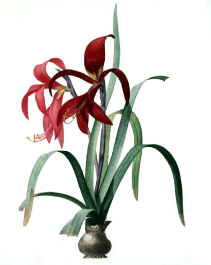 An illustration of attractive flowers with red blooms